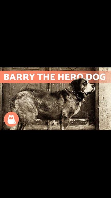 amazing dog story 😳 #dog #storytime #storytelling