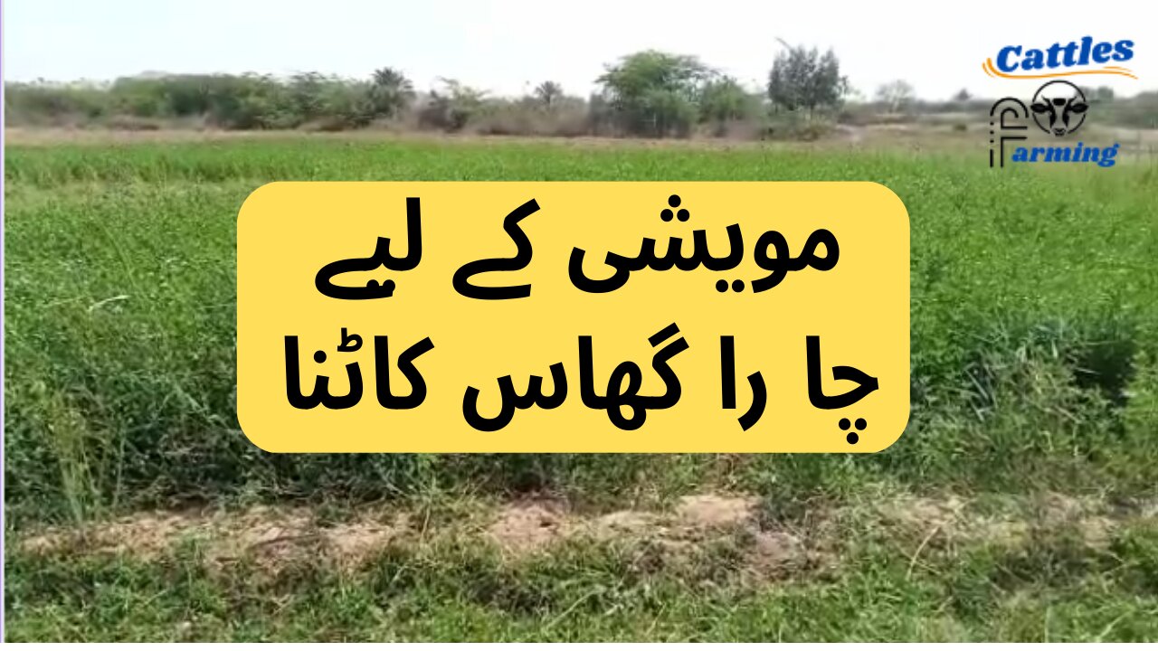 Green Grass | مویشی کے لیےچا را گھاس #cattlesfarming