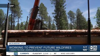 Forest thinning operations underway to prevent catastrophic wildfires