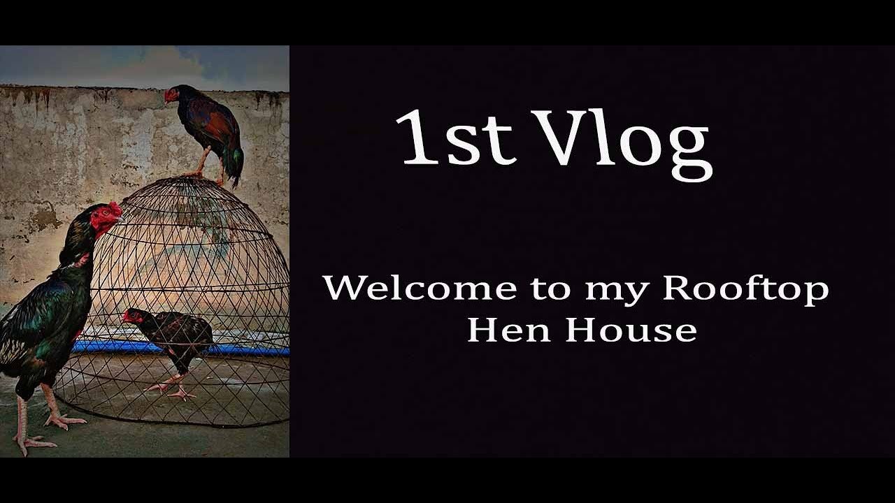 My First Vlog ! Introducing my adorable Aseel chicks and their rooftop setup