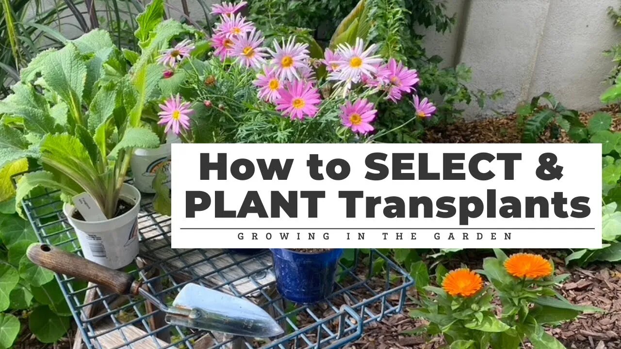 How to SELECT & PLANT Transplants: Gardening Tips for Beginners