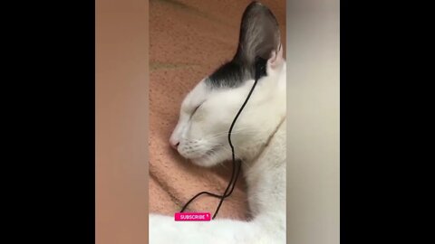 funny cat videos | cute cat videos| cute animals funny cats #shorts #shortsfunny #cutecat #funnycat