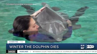 Winter, star of 'Dolphin Tales' movies, dies in Florida