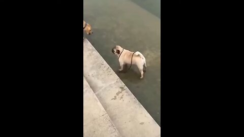 funny and cute animal 🤣🤣🤣 comedy video