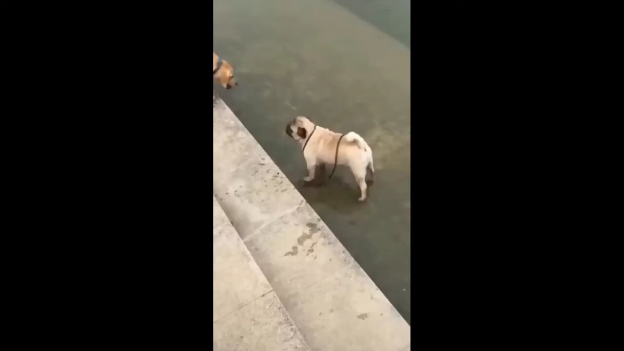 funny and cute animal 🤣🤣🤣 comedy video