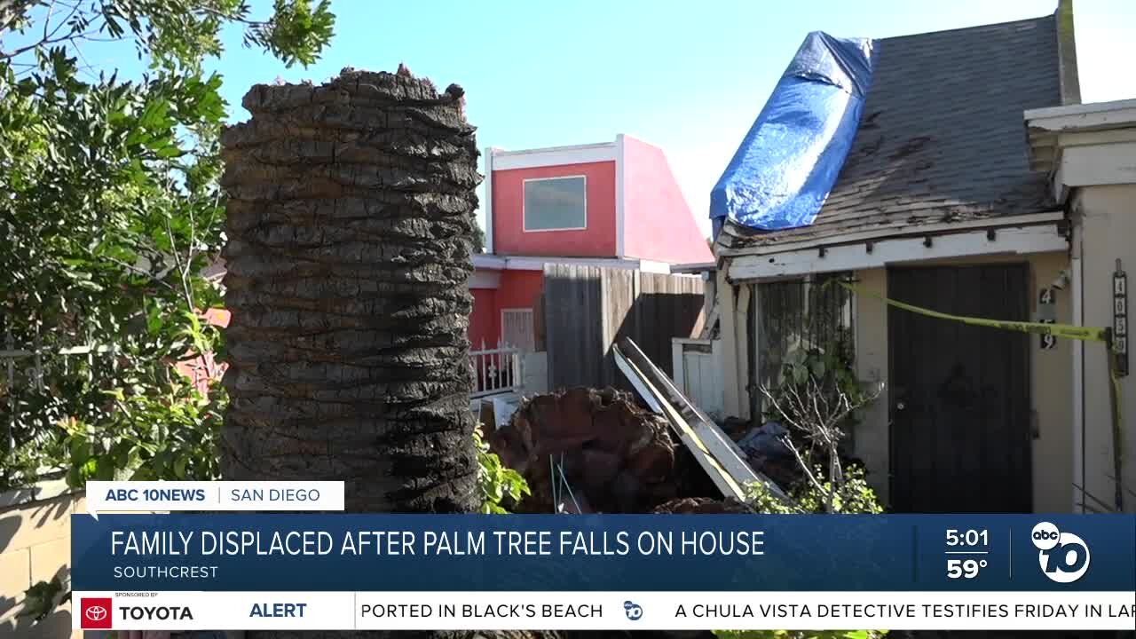 San Diego family searches for temporary housing after palm tree falls on roof