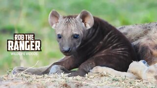 A Quick Hyena Den Visit | Maasai Mara Safari | Zebra Plains