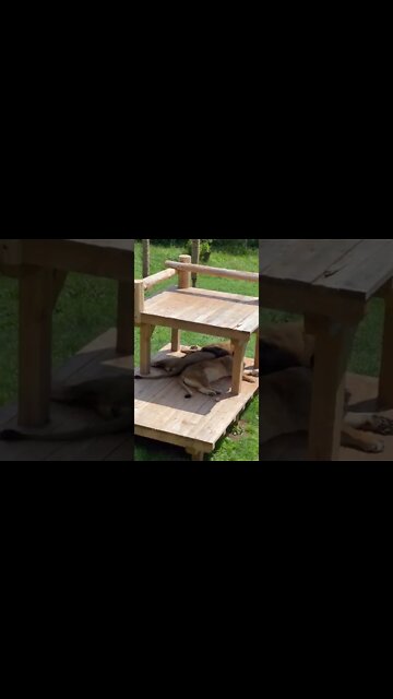 Two Lions Relaxing Together at the Zoo