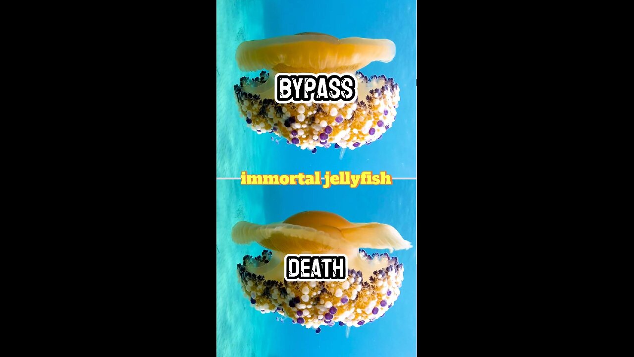 immortal jellyfish