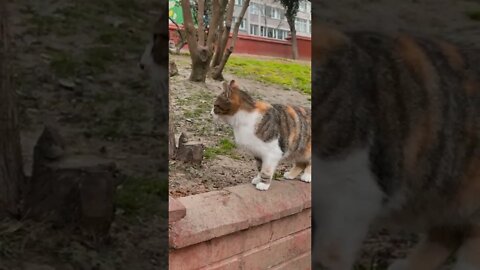 KUCING LUCU #PART 35