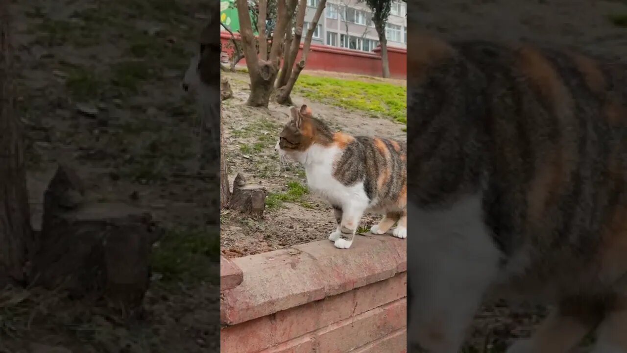 KUCING LUCU #PART 35