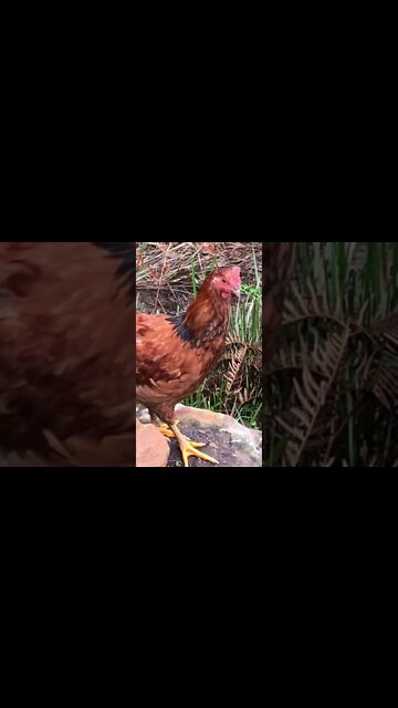 14 week old cockerel free ranging