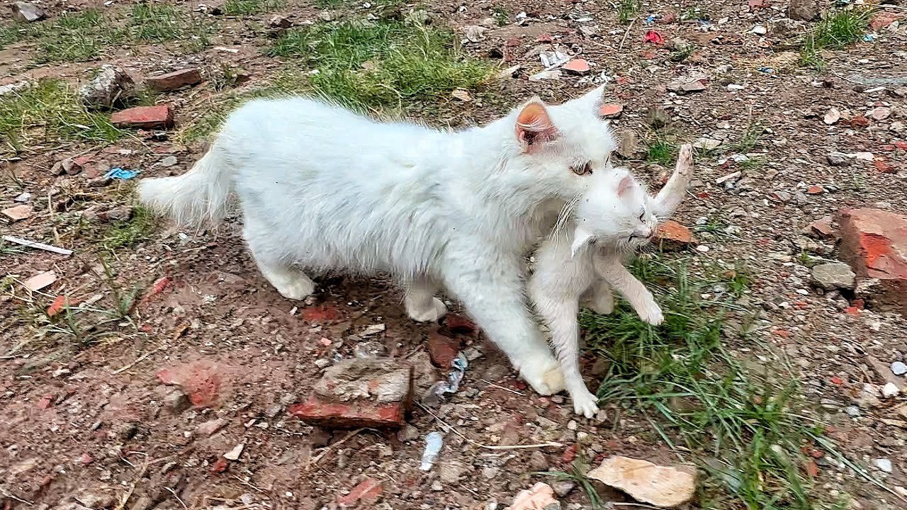 Worried mother cat took her kitten for medical checkup but kitten didn't want to go!