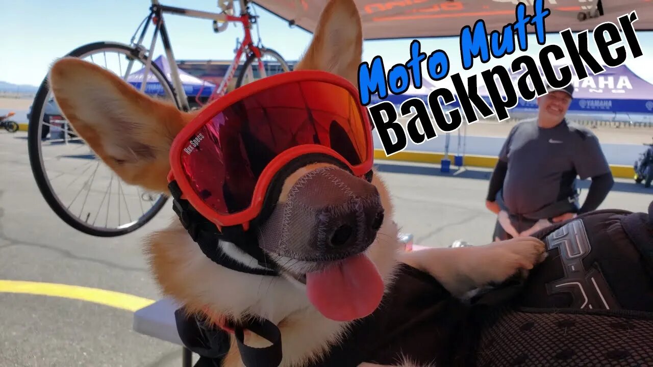 The Motorcycle Backpack Dog | Atticus