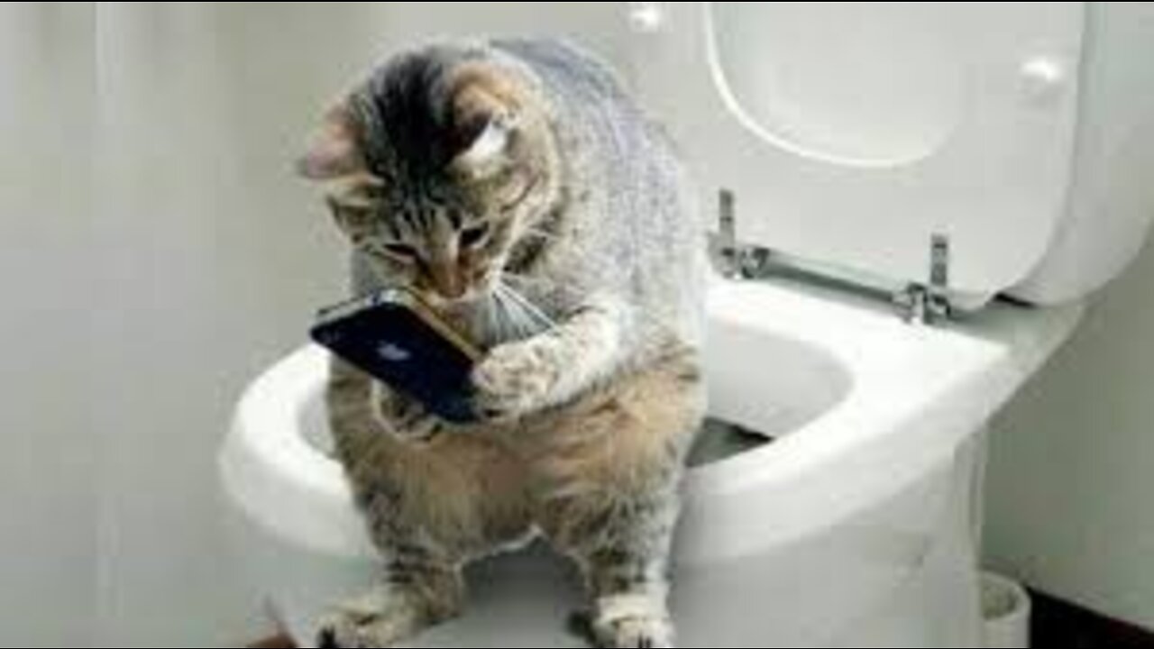 Funny And Cute Cat's Life