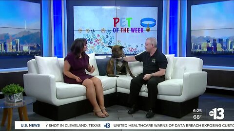 Pet of the week: Oso