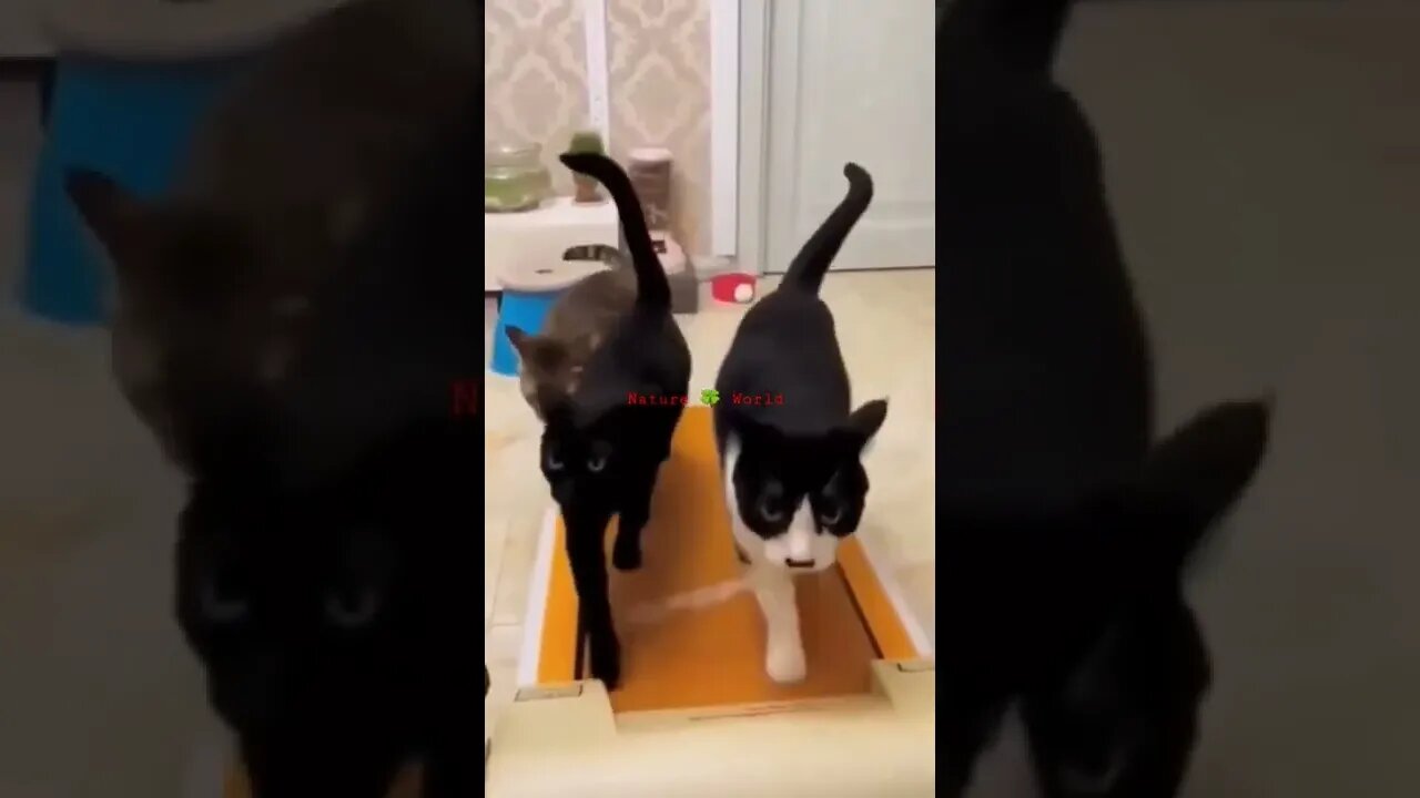 यह बिल्लियां क्या कर रही है🤣What are these Cats doing👈