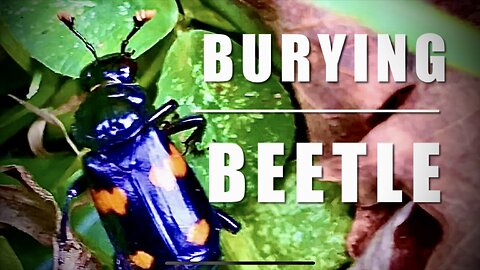 Burying Beetle (Nicrophorus Carolina)