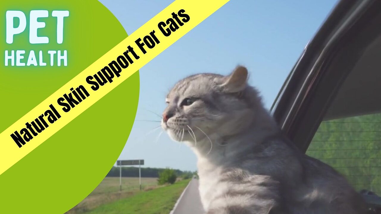 Pet Health - Natural Skin Support For Cats