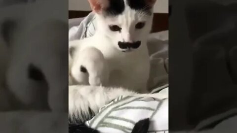 funny cat videos cute cat videos cute animals funny cats #shorts #shortsfunny #cutecat #funnycat