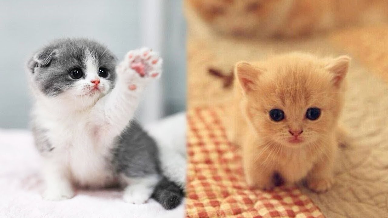 Baby Cats - Cute and Funny Cat Videos Compilation