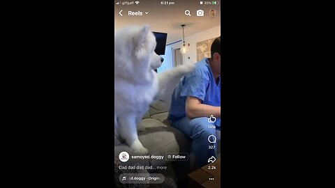 Cute dog