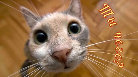 #shorts Смешные Коты Из Тик Тока 4 Funny Cats From TikTok