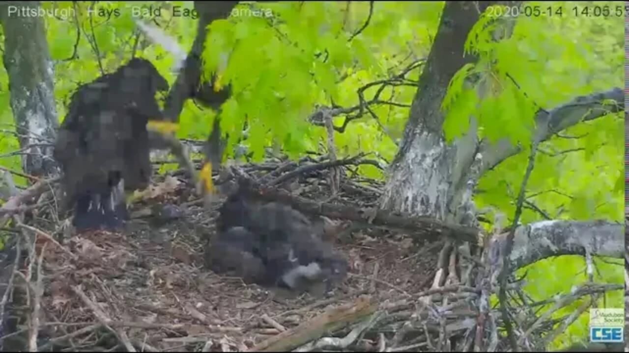 Hays Eagles H12 grabs the fish Dad brings in 2020 05 14 207pm