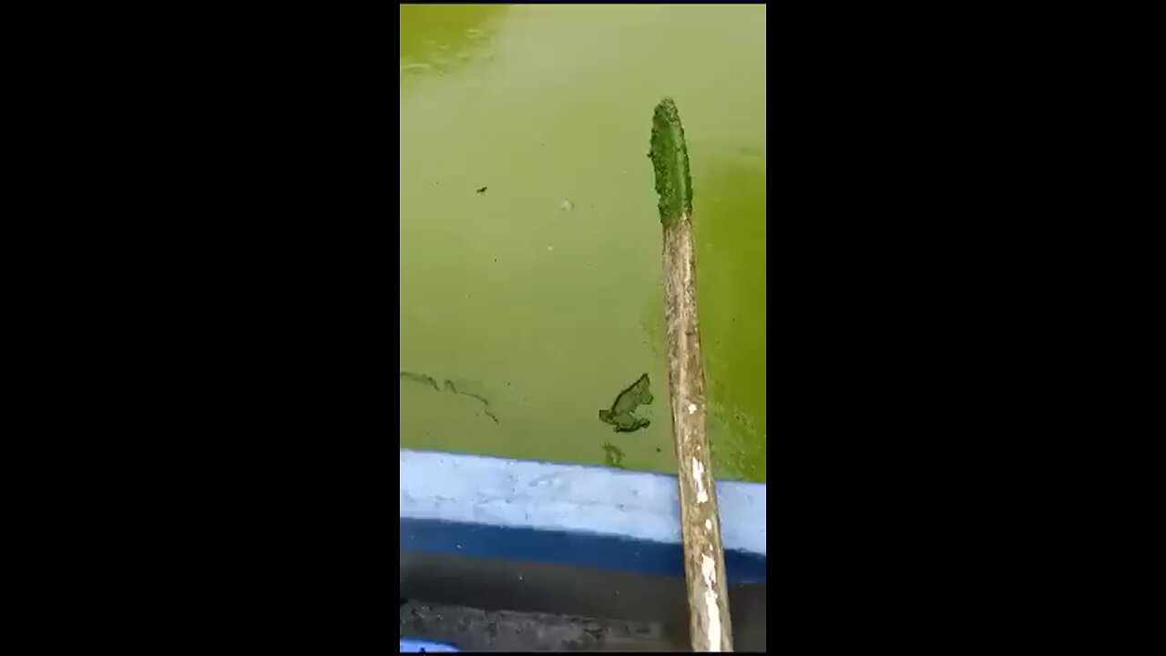 Ireland's largest lake is covered in a layer of thick green algae.