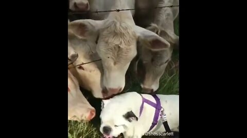 Cows Welcome Their Visitor