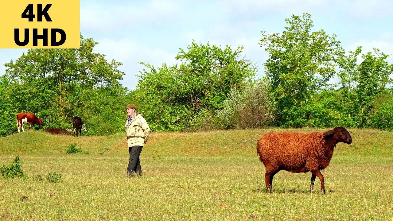 Домашние овцы на природе Расслабляющая природа | Звуки летнего луга. Разведение овец породы