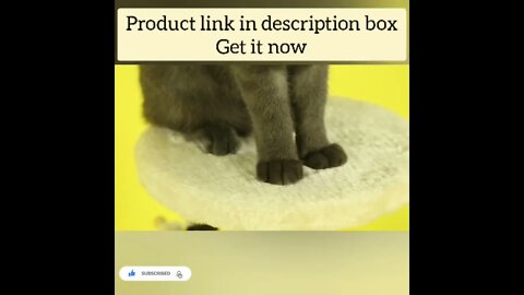 cute cat videos 😹 funny videos 😂213