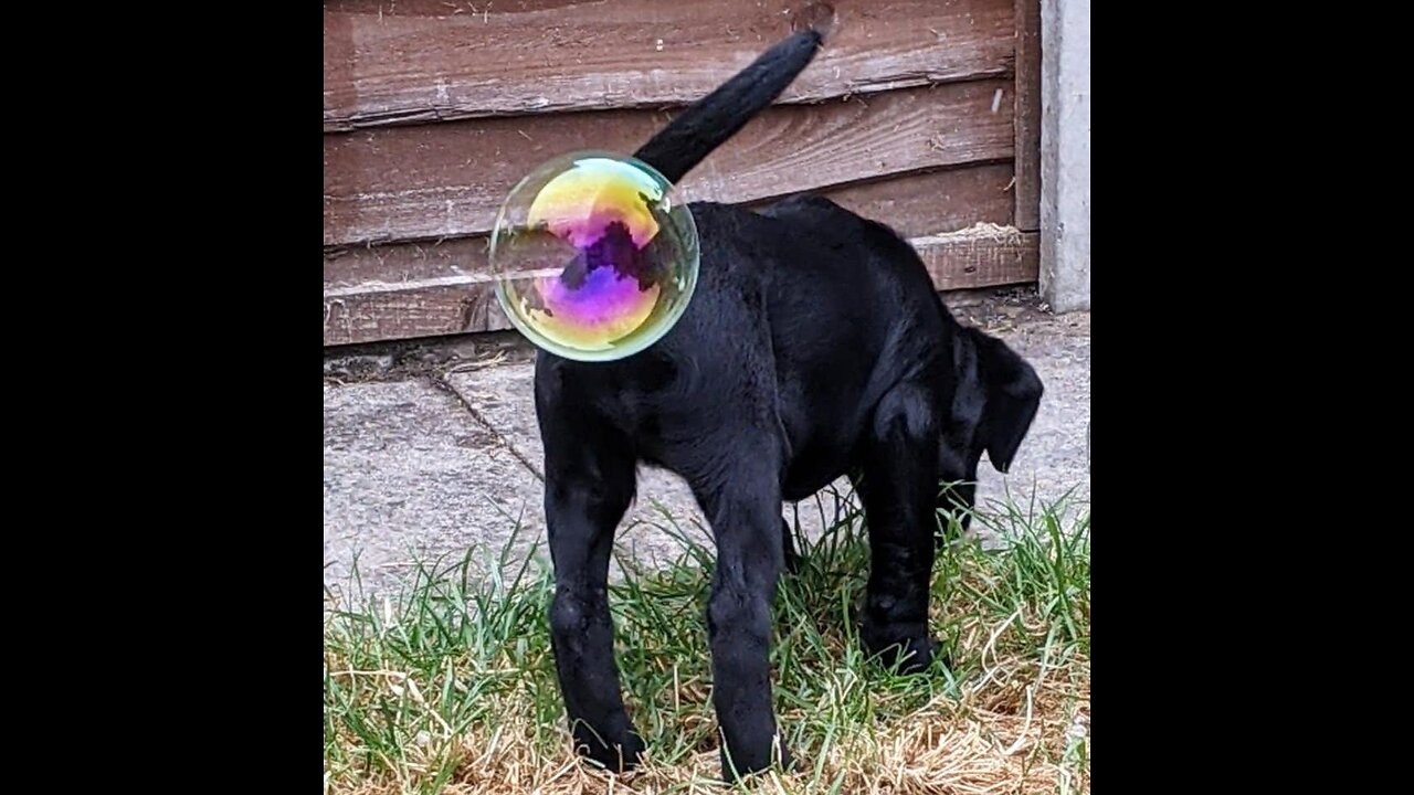 Funniest Animals 2023 π Funny Cats and Dogs Videos πΊπΆ Part 2