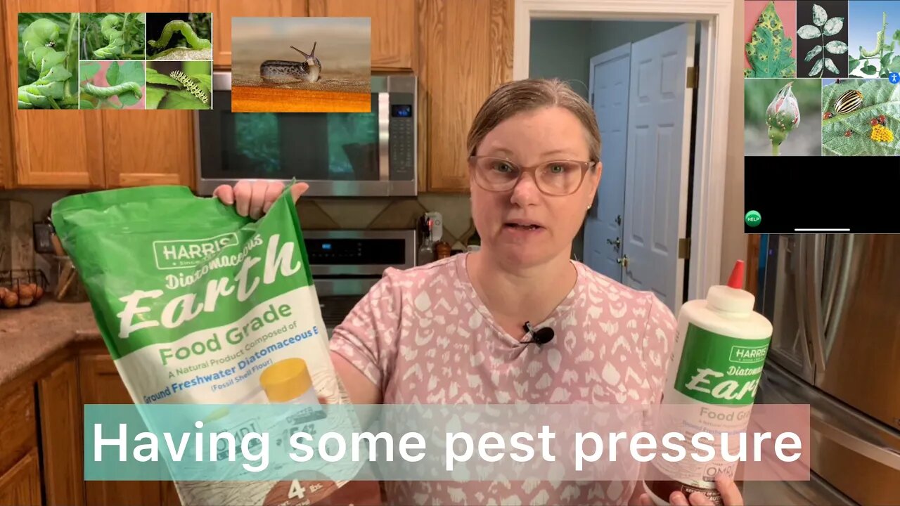 How I take care of pests in my organic garden