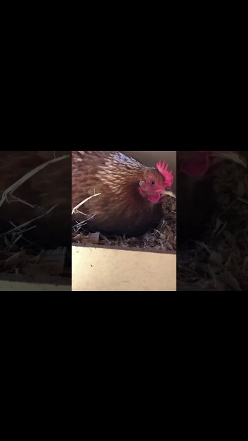 Our first hen is broody. We will have baby chicks in three weeks