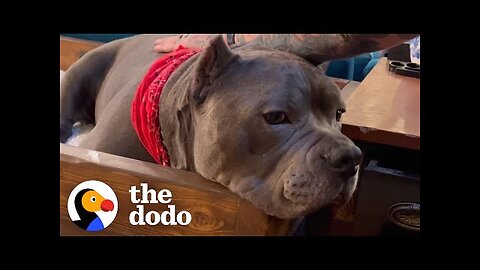 Pittie Who Was Scared Of Men Becomes Velcro To His Dad _