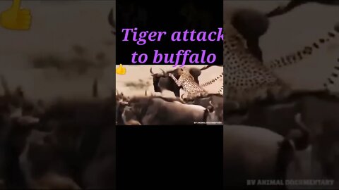 Tiger attack to Buffalo 🐃#shorts #youtubeshorts