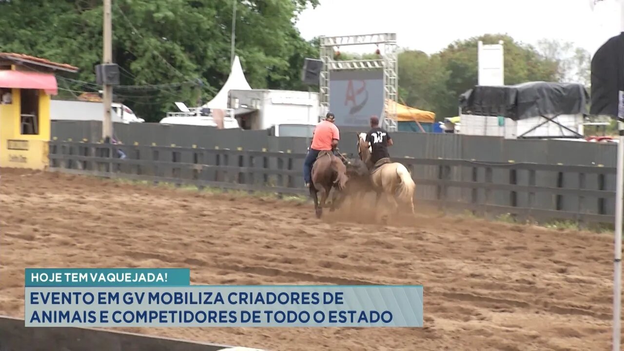 Hoje tem vaquejada: Evento em GV mobiliza criadores de animais e competidores de todo o estado.