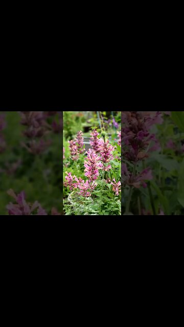 ✂️Deadheading Hummingbird Mint for MORE Flowers in Late Summer😎 #shorts