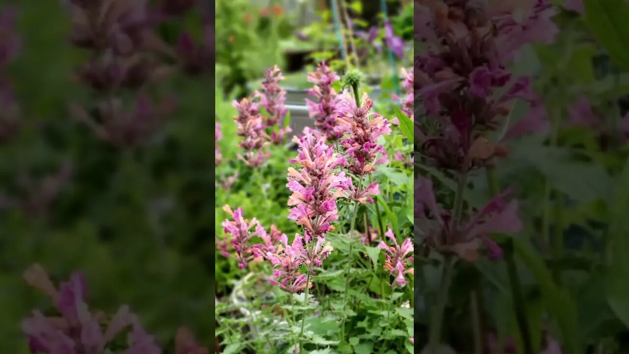 ✂️Deadheading Hummingbird Mint for MORE Flowers in Late Summer😎 #shorts