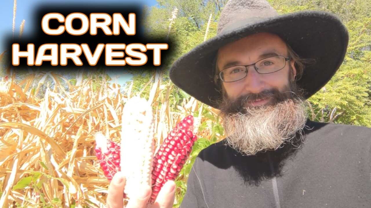 Corn Harvest