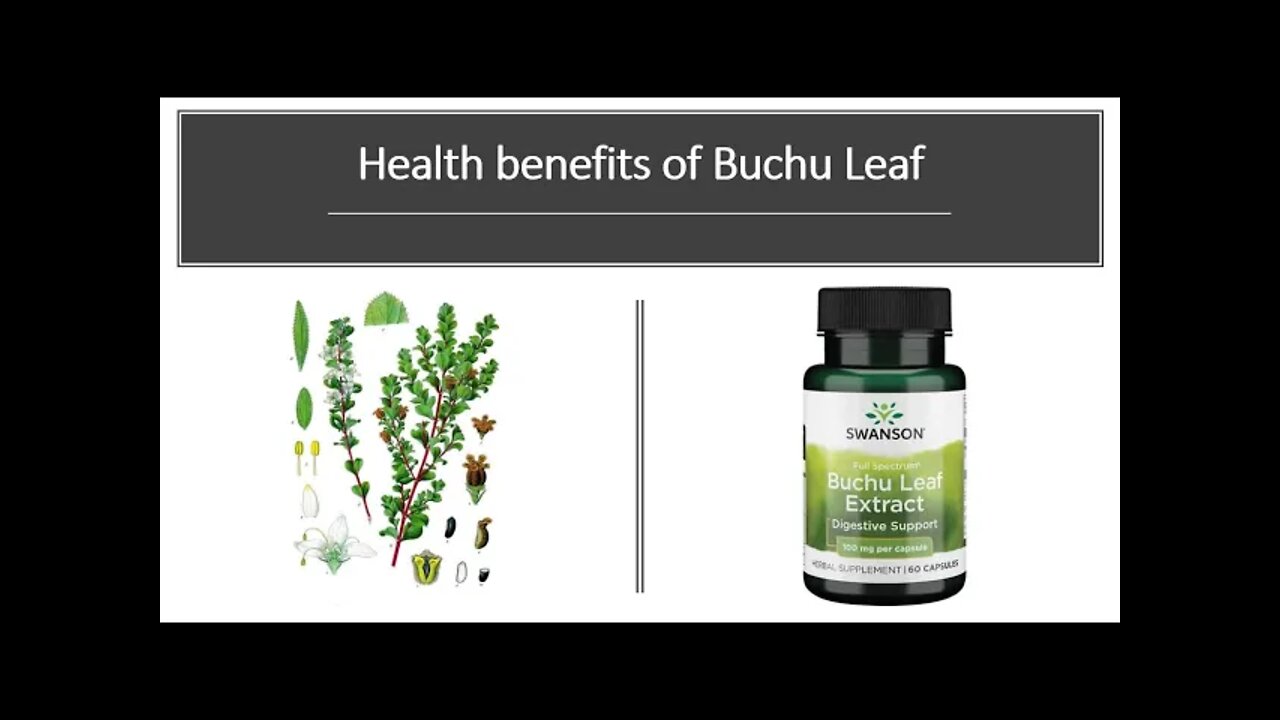 Buchu Leaf - Herbal Medicine - Benefits, Uses & Side Effects