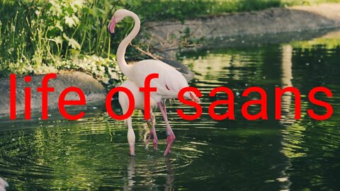 Swan in watar life