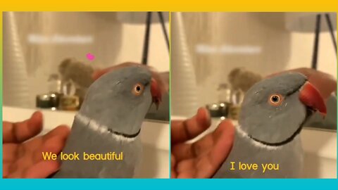 Pets video | parrot saying I love you | #rumble #viral #Entertainment #rumbletube