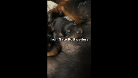 Rottweiler puppies day 1-14