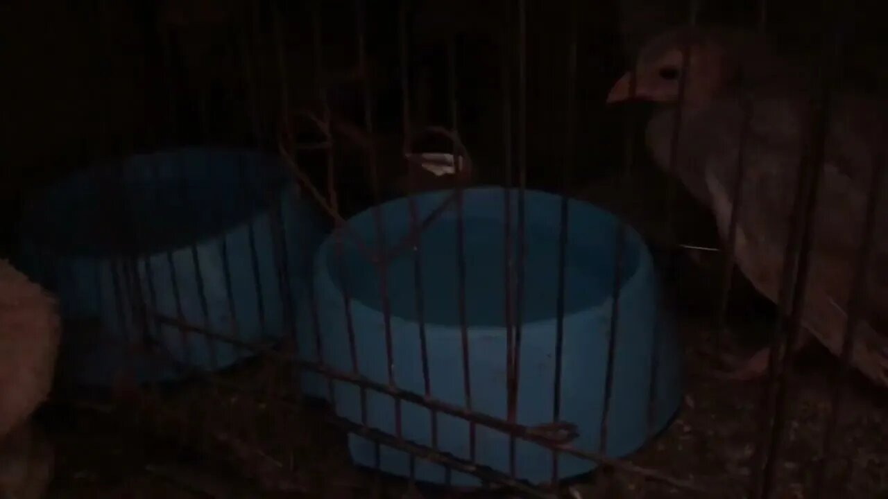 Change water bowl system for 4 week old guinea fowl keets