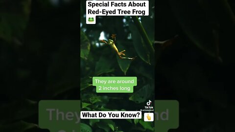 Special Facts About Red-Eyed Tree Frog 🐸#shorts - @animalplanet on TikTok