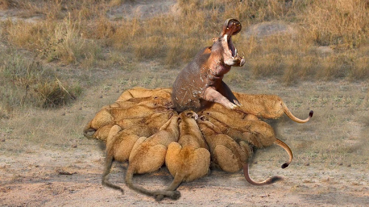 The Tragic End Of Hippo When The Ferocious Lions Return Cruel Revenge!