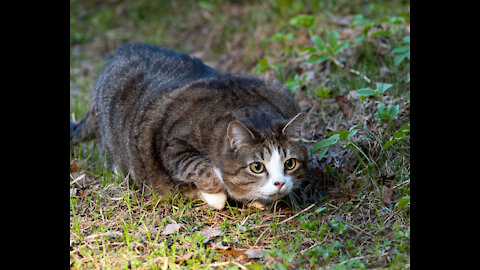 The cat hunts before eating.