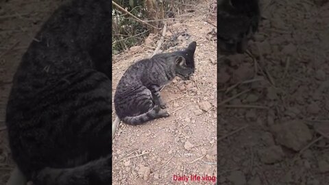 oh my god the cat is lying on the ground